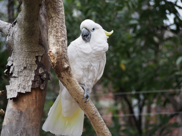 上野動物園_デラ