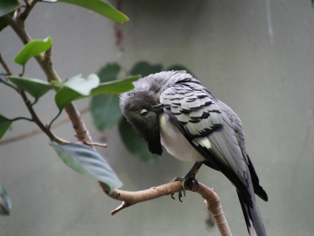 上野動物園_なんかの鳥