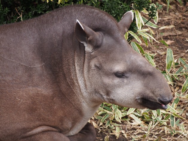 上野動物園_バク