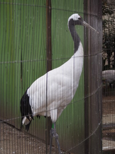 上野動物園_つる