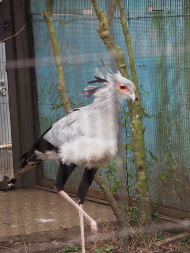 上野動物園_とさかの鳥