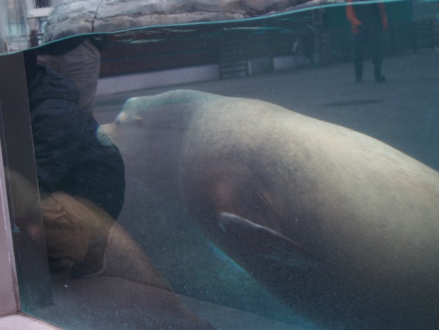 上野動物園_アザラシ?アシカ?