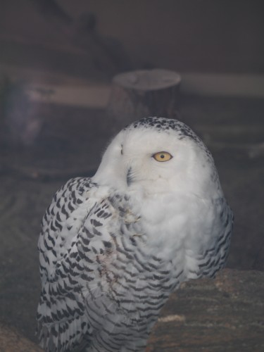 上野動物園_ふくろう