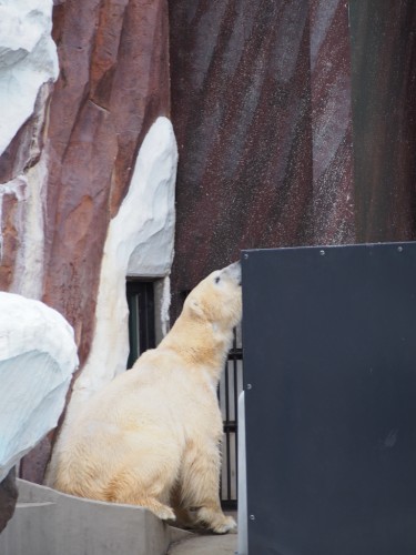 上野動物園_シロクマ