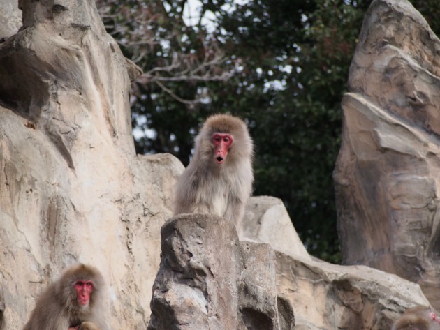 上野動物園_猿