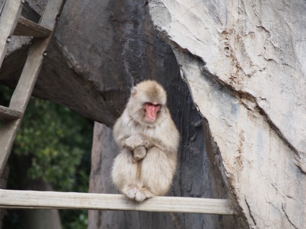 上野動物園_猿2