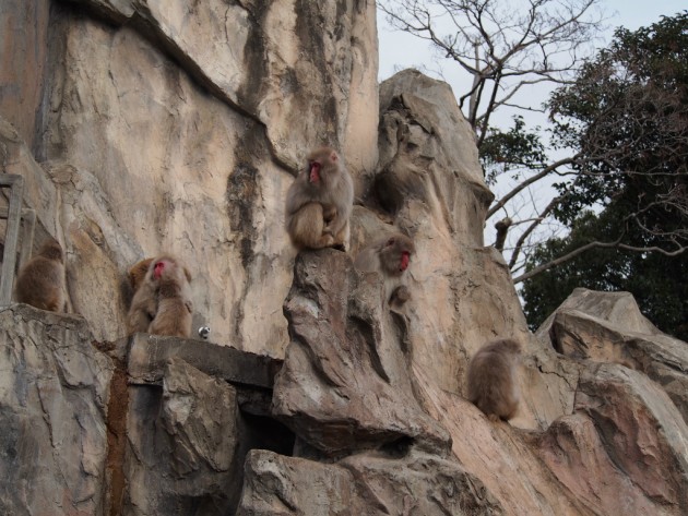 上野動物園_猿3