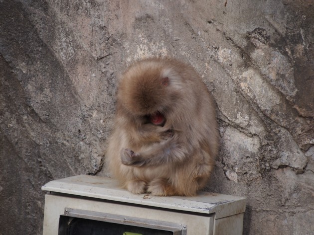 上野動物園_猿4
