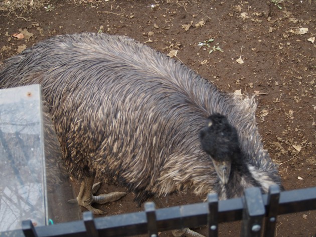 上野動物園_追いやられたエミュー