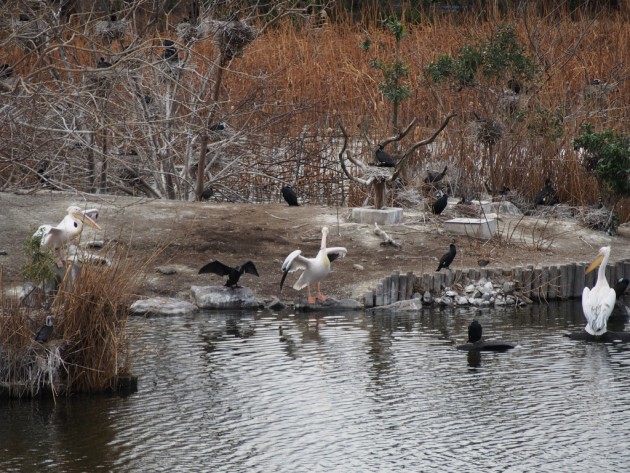上野動物園_ペリカン