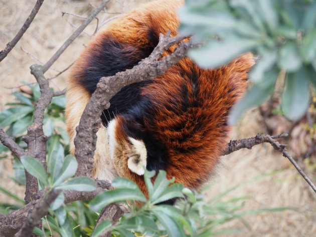 上野動物園_樹上のレッサーパンダ
