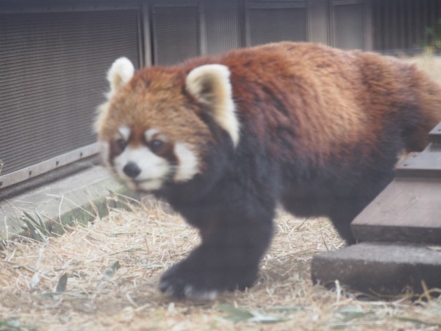 上野動物園_歩くレッサーパンダ