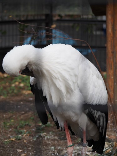 上野動物園_つる?