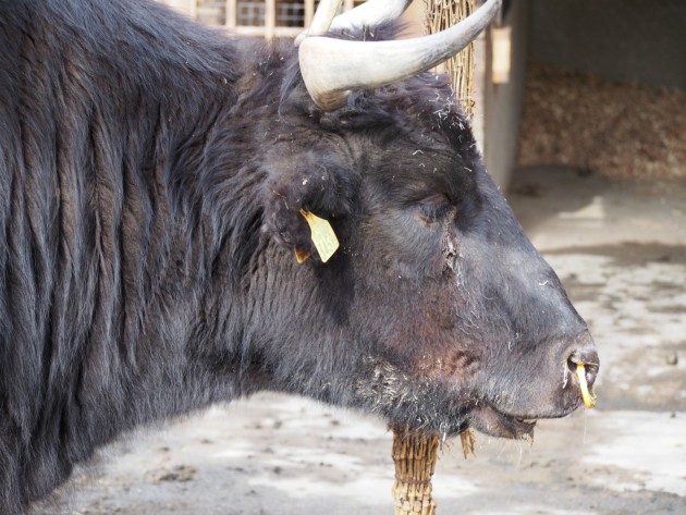上野動物園_牛