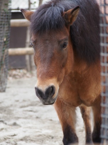 上野動物園_馬