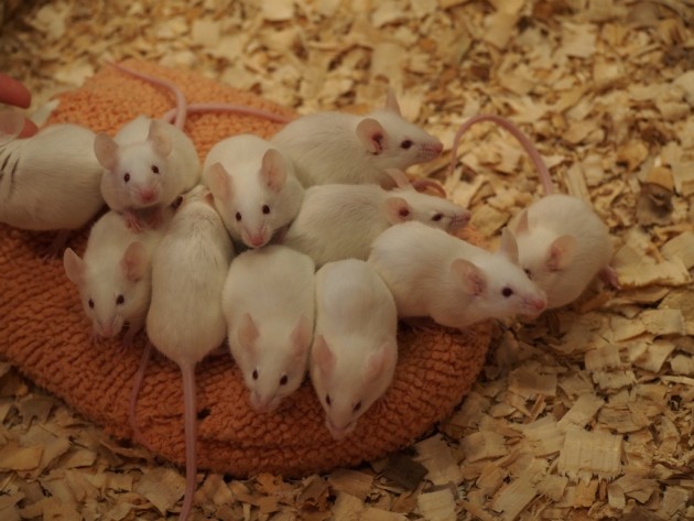 上野動物園_ハツカネズミ