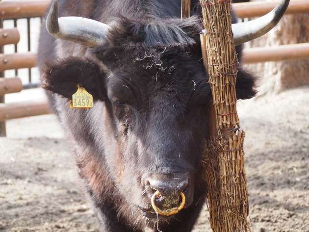 上野動物園_牛2