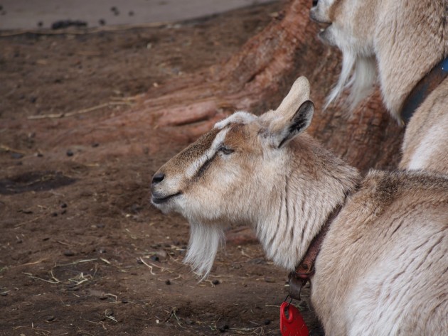 上野動物園_ヤギ