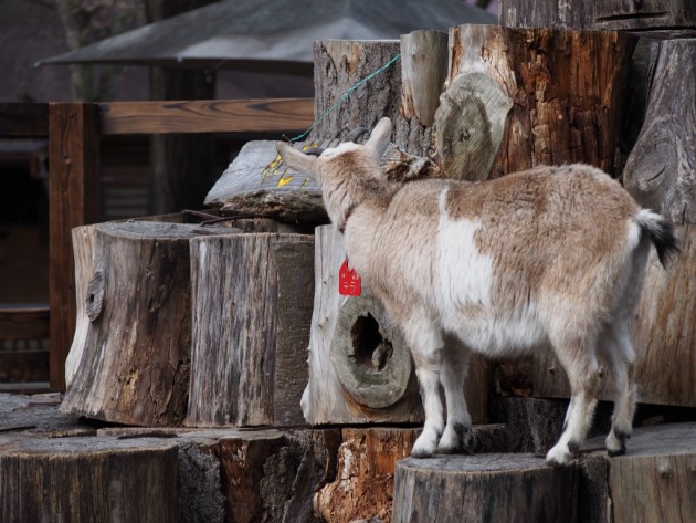 上野動物園_ヤギ2
