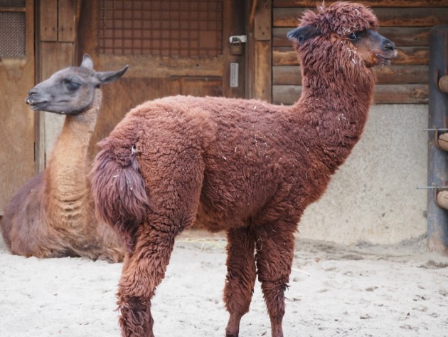 上野動物園_アルパカ