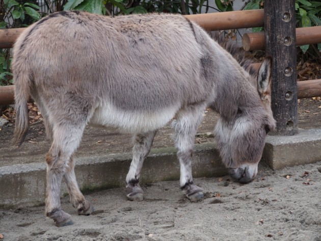 上野動物園_ロバ