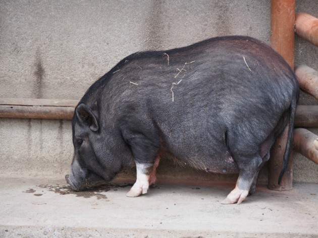 上野動物園_豚2