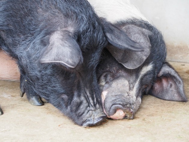 上野動物園_可愛い豚