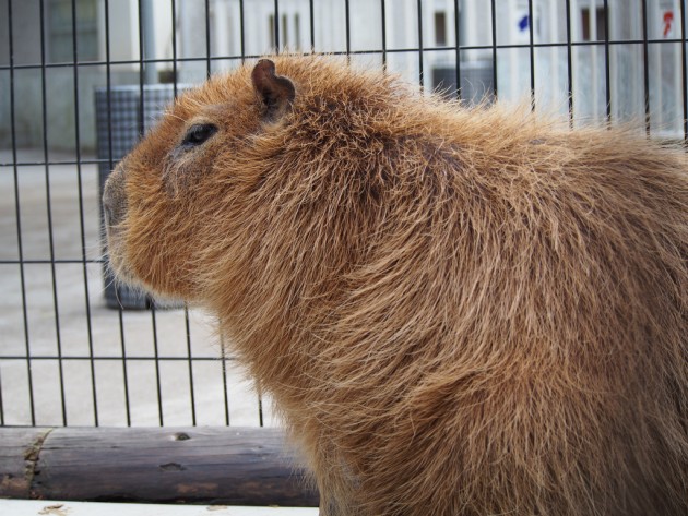 上野動物園_カピバラさん