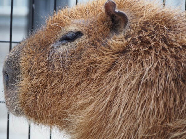 上野動物園_カピバラの顔アップ