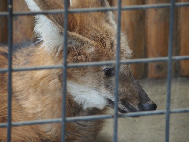 上野動物園_狐っぽいサムシング