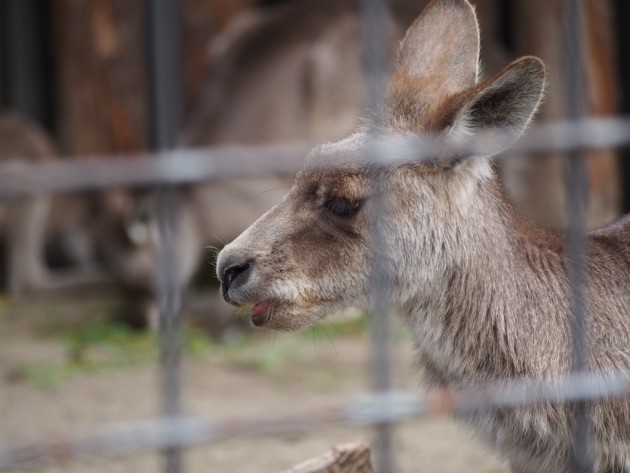 上野動物園_口半開きのカンガルー
