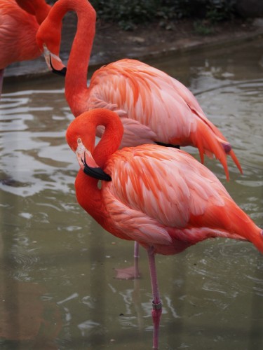上野動物園_フラミンゴ