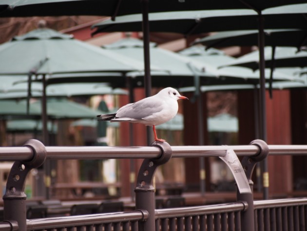 上野動物園_カッコいい鳥
