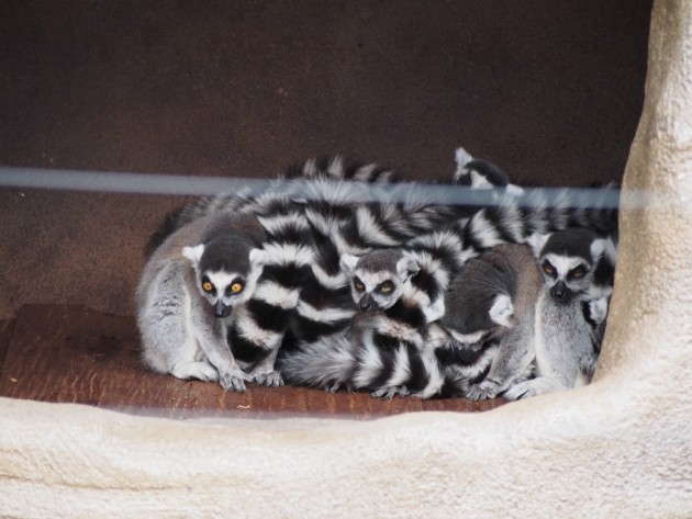 上野動物園_キツネザル？