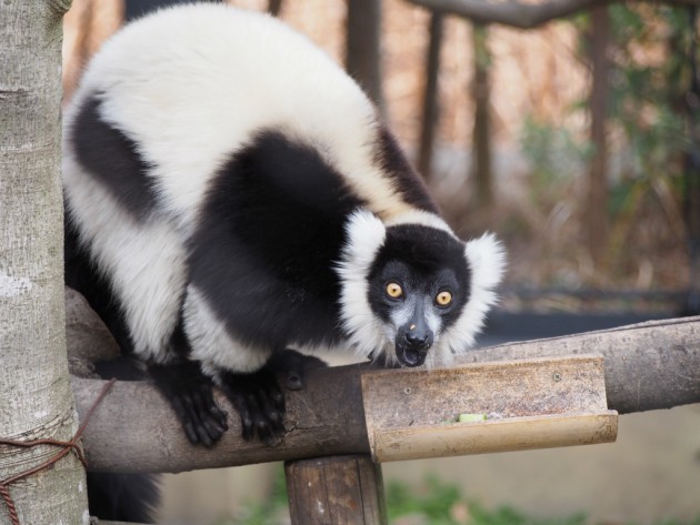 上野動物園_エリマキキツネザル