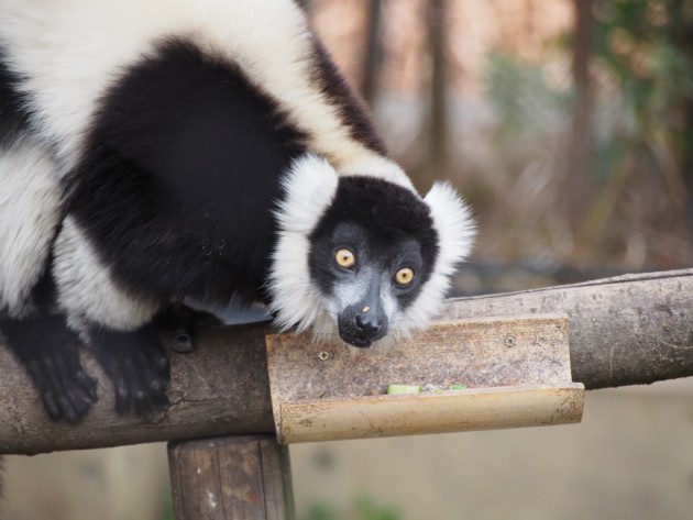 上野動物園_エリマキキツネザル2