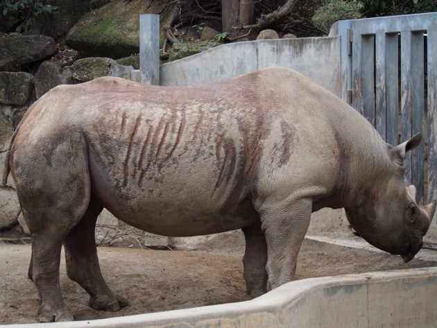 上野動物園_サイ