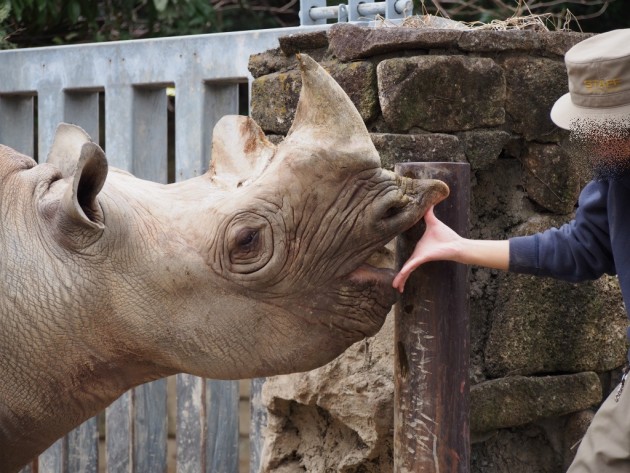上野動物園_サイの口