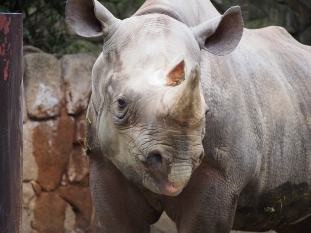 上野動物園_サイ正面