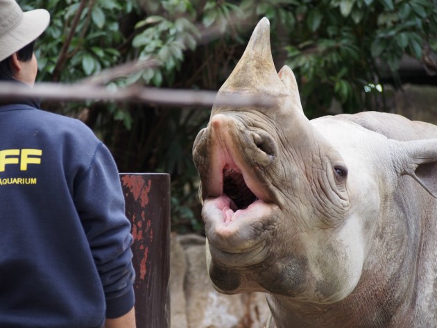 上野動物園_サイのおちょぼ口