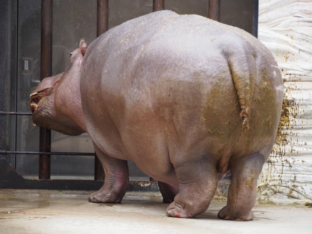 上野動物園_でかいカバ
