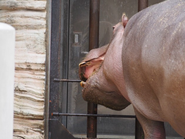 上野動物園_帰りたそうなカバ