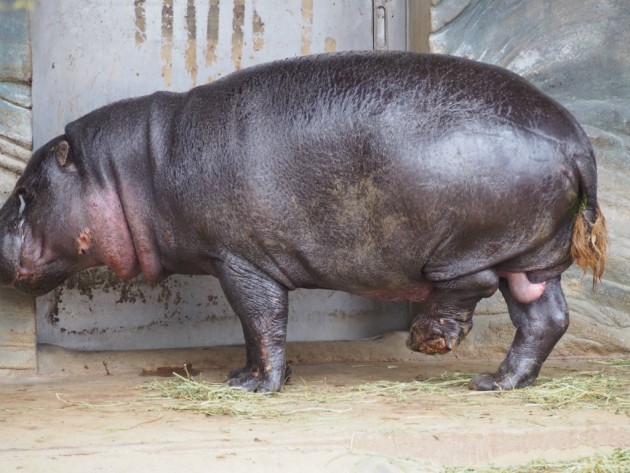 上野動物園_小さめのカバ