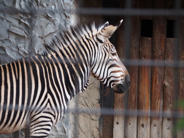 上野動物園_寂しそうなシマウマ