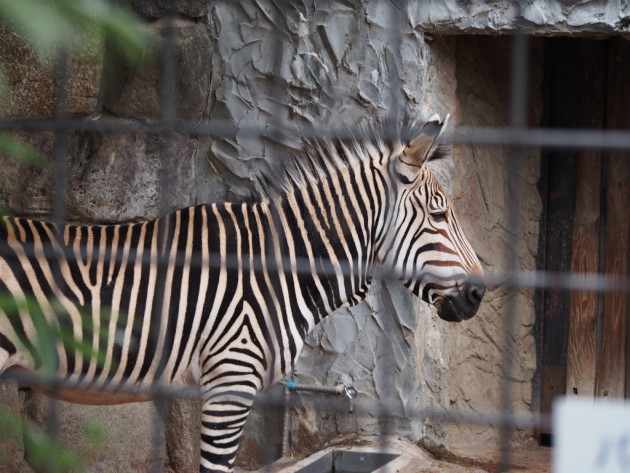 上野動物園_シマウマ