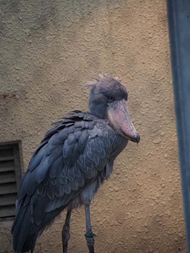 上野動物園_ハシビロコウ