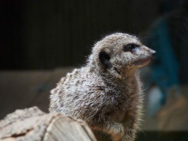 上野動物園_何かの小動物