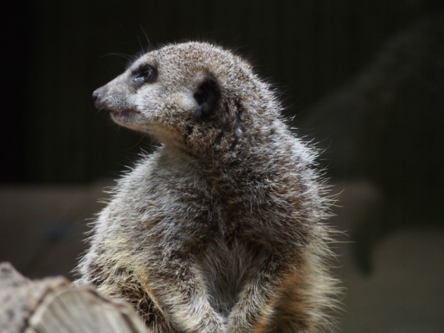 上野動物園_何かの小動物3