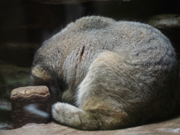上野動物園_猫っぽいの