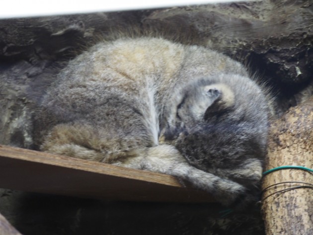 上野動物園_猫っぽいの2
